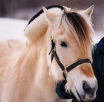 Fjordmom Avatar